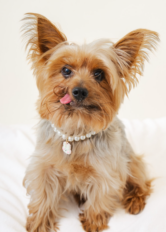 Customizable Faux Pearl Necklace for Dogs