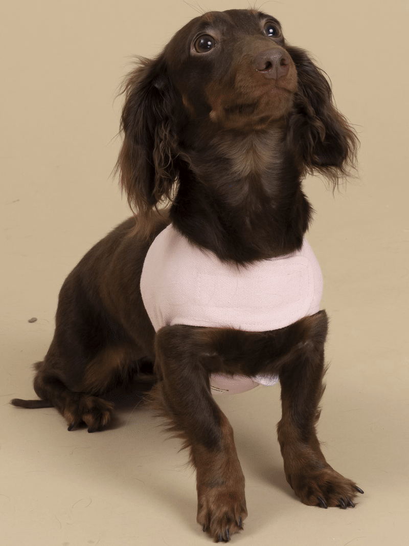 Customizable Dog Harness