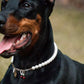 Purry Purry Genuine Freshwater Pearl Adjustable Dog Necklace – Customizable Charms