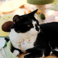 Customizable Faux Pearl Necklace for Cats