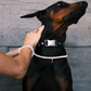 Customizable Freshwater Pearl Necklace for Dogs