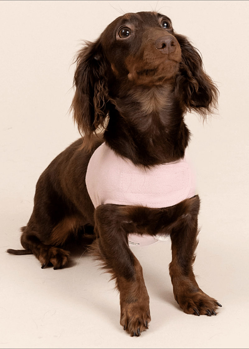 Customizable Dog Harness Set – PurryPurryInc