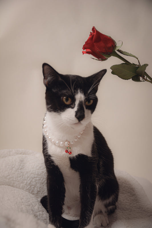 Customizable Freshwater Pearl Necklace for Cats – Valentine Edition