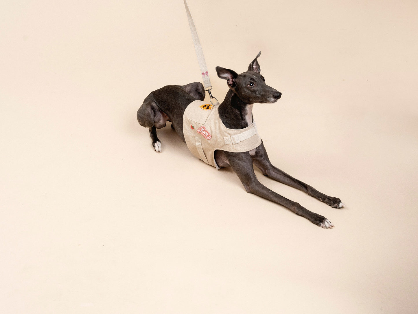 Customizable Dog Harness