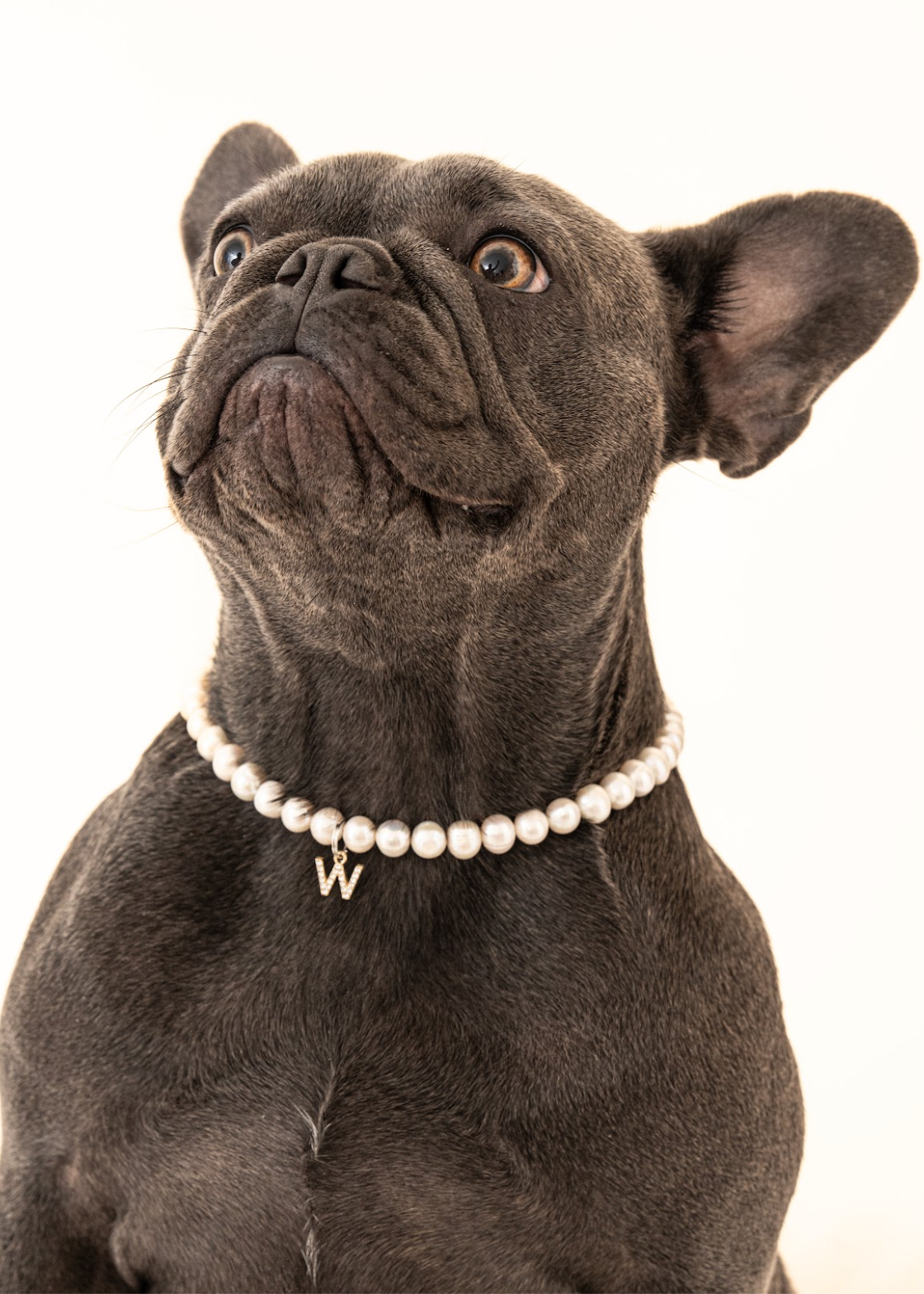 Customizable Freshwater Pearl Necklace for Dogs - Prices from 173.00 to 267.00 | PurryPurry