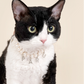 Customizable Faux Pearl Necklace for Cats