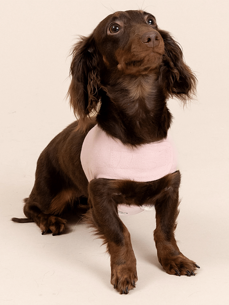 Customizable Dog Harness