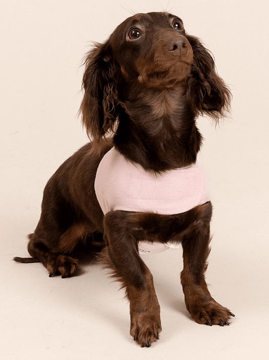 Customizable Dog Harness Set