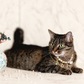 Tabby cat lying down wearing a faux pearl necklace with letter charms