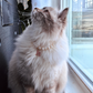 Fluffy cream cat by a window wearing a faux pearl necklace with a pink charm