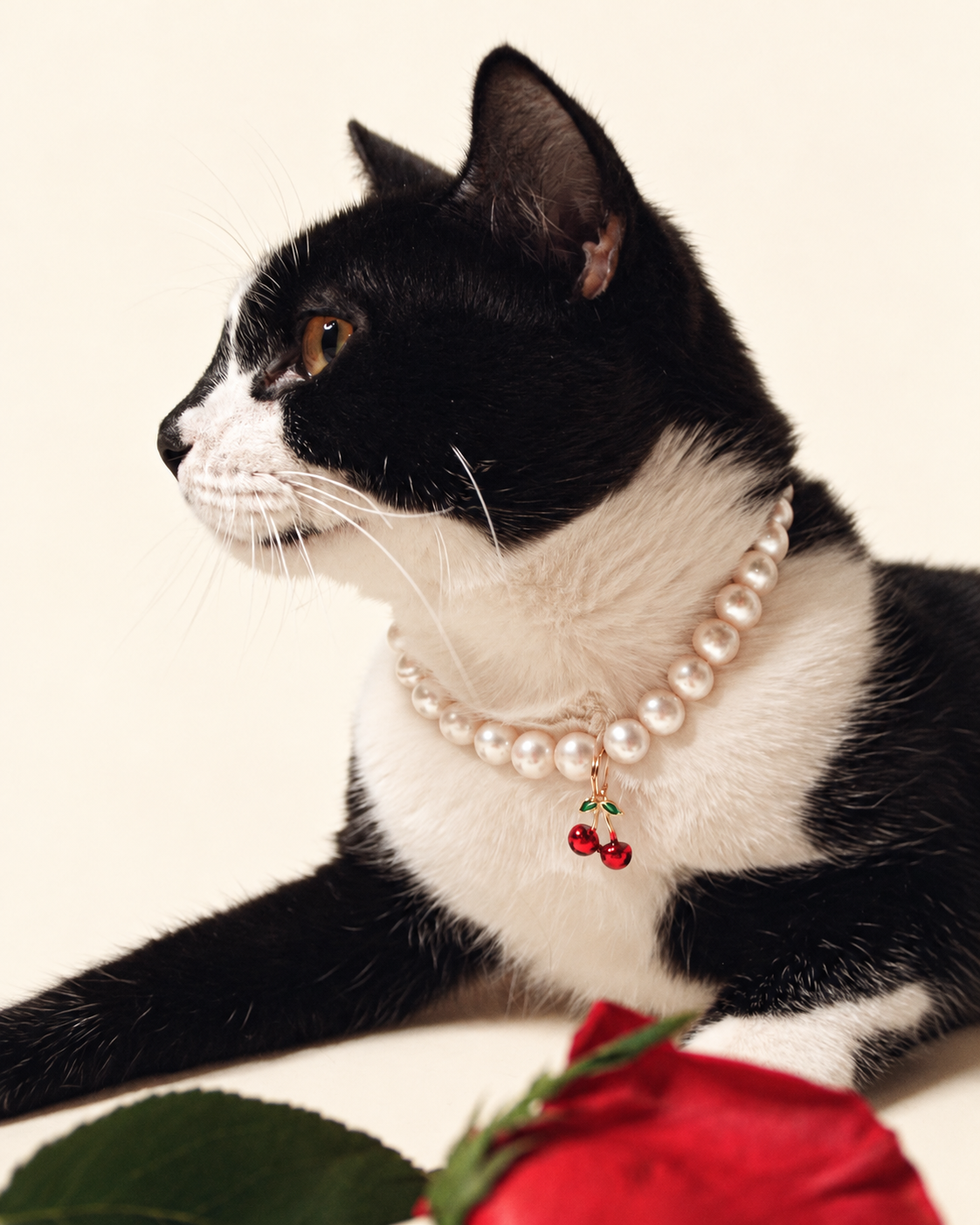 Tuxedo cat beside a red rose wearing a freshwater pearl necklace with a cherry charm