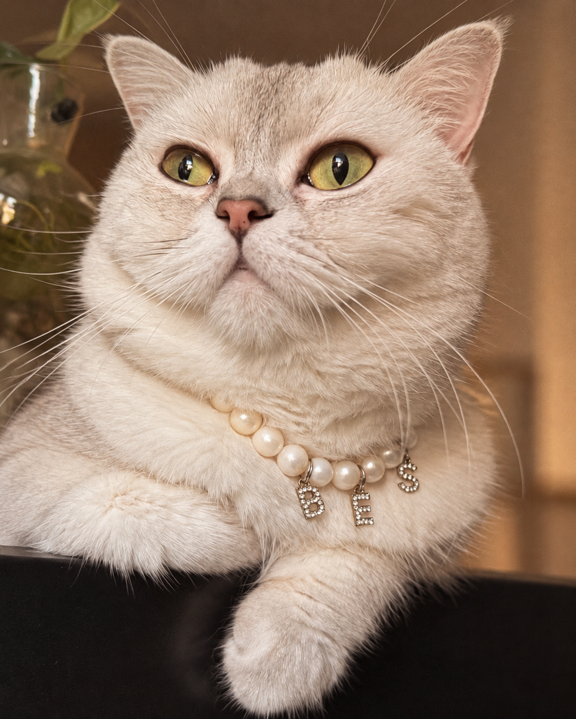 Cream British shorthair cat wearing a freshwater pearl necklace with letter charms