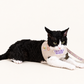 Tuxedo cat lying down in a beige harness with patches and a matching leash