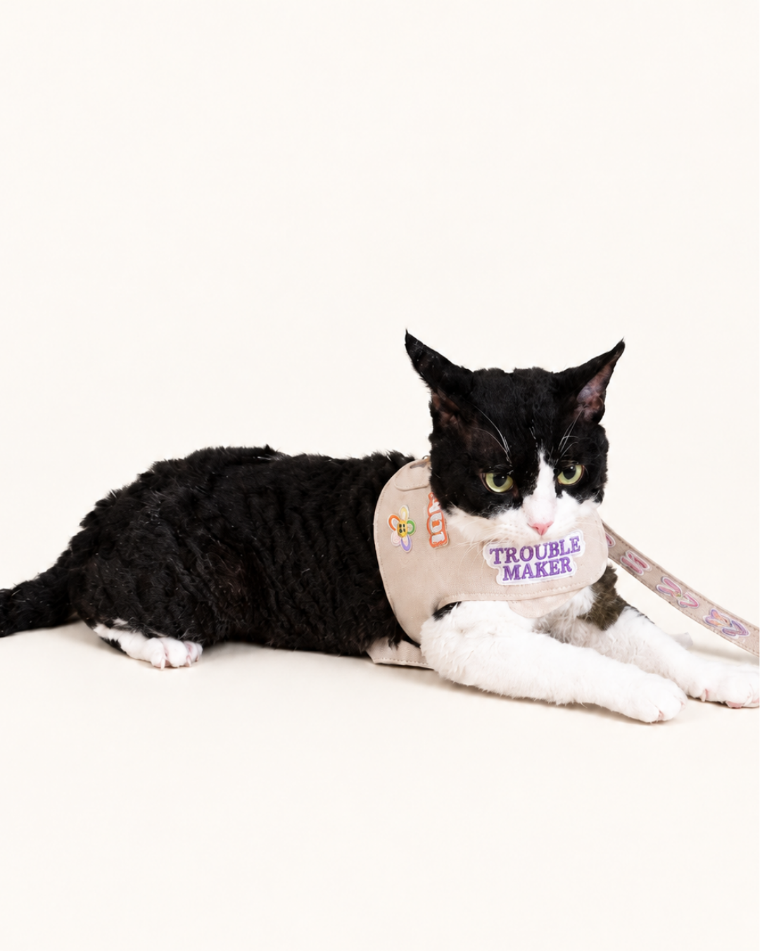 Tuxedo cat lying down in a beige harness with patches and a matching leash
