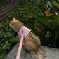 Orange cat outdoors in a pink harness with a matching pink leash