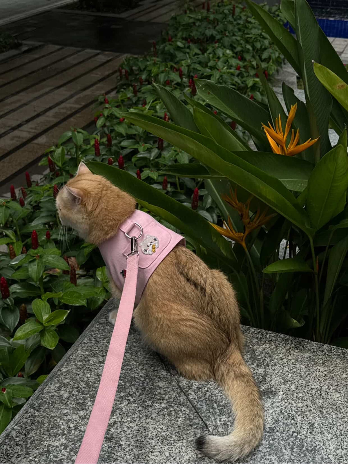 Orange cat outdoors in a pink harness with a matching pink leash