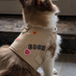 Fluffy cat in a beige harness personalized with the name EDEN and patches