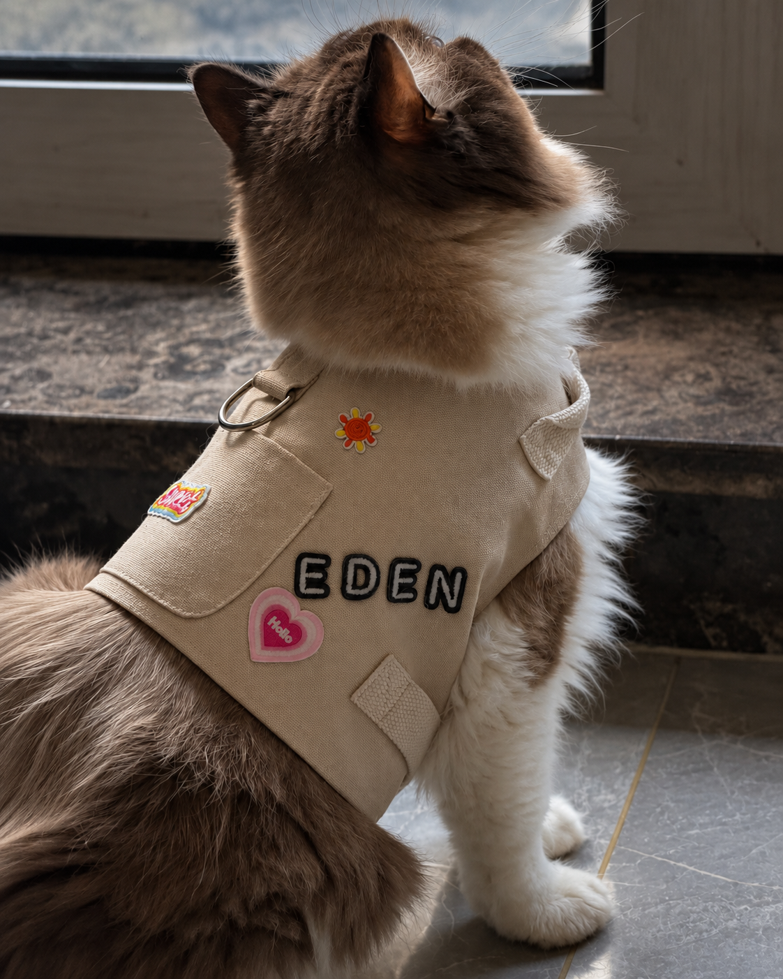 Fluffy cat in a beige harness personalized with the name EDEN and patches