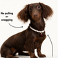 Fur-friendly design, mix and match your charms