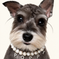 Schnauzer wearing a freshwater pearl necklace with letter charms spelling POPPY