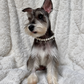 Schnauzer sitting on a blanket wearing a freshwater pearl necklace