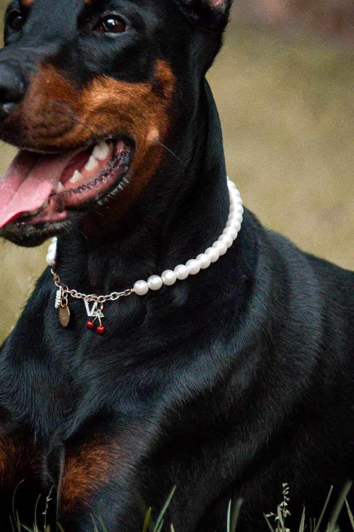 Rottweiler wearing a freshwater pearl necklace with a charm