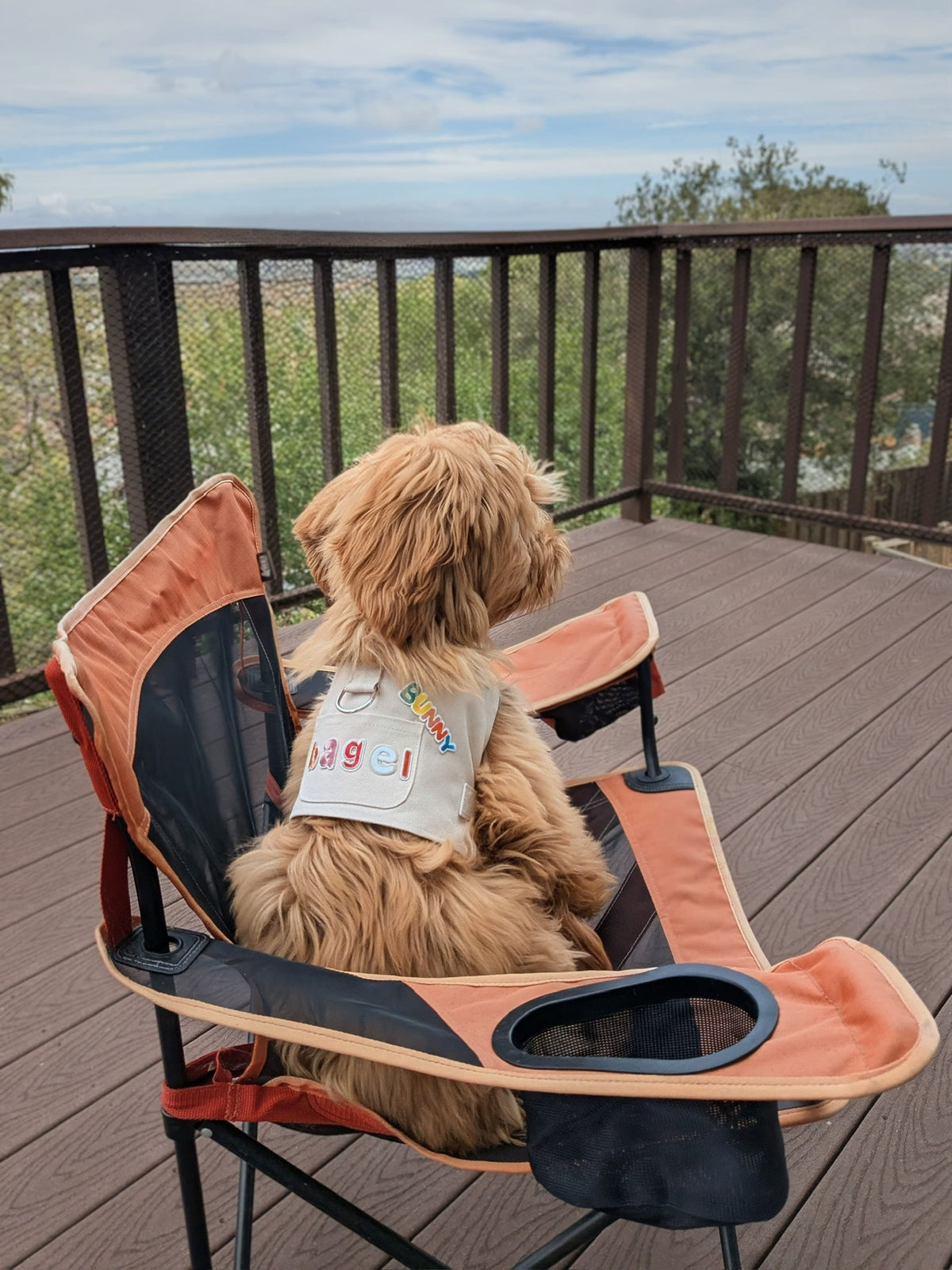 Fluffy dog in a beige patch harness sitting in a camping chair on a deck