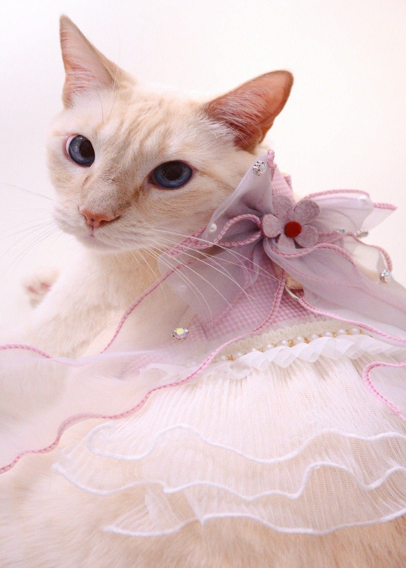 princess dress for cats Amazon.com : Legendog Bandana, Princess Costumes Cute Lace Crown Accessories for Cats Small Dogs, Pink Outfit for Birthday Party : Pet Supplies
