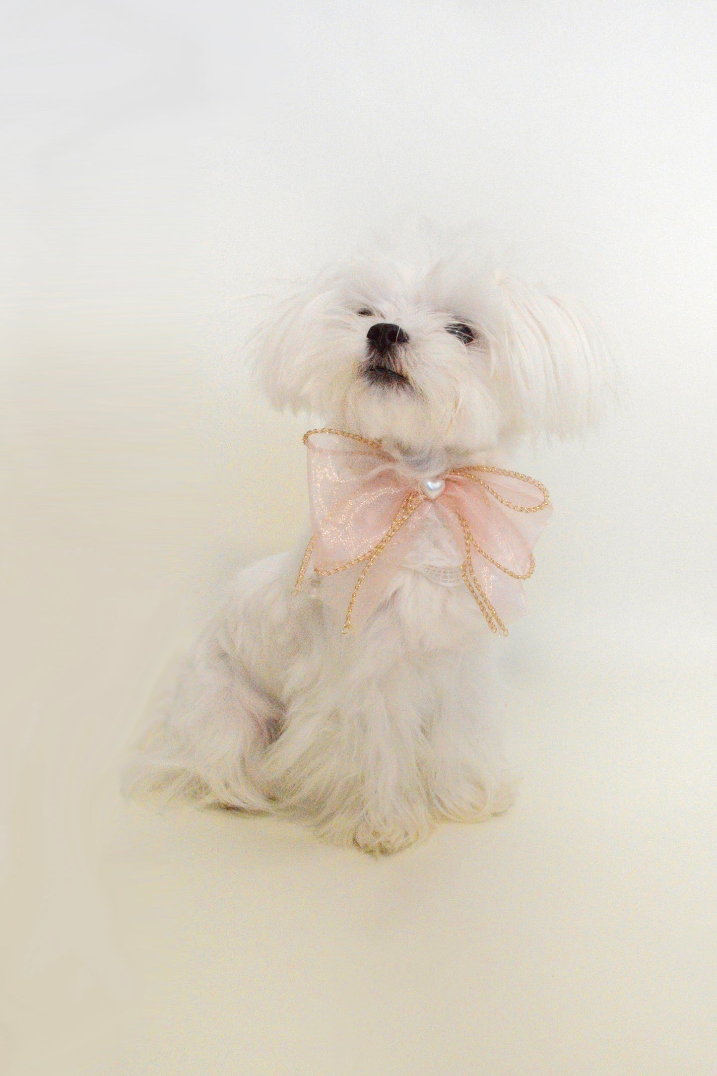 Butterfly Bow Scarf For Dog