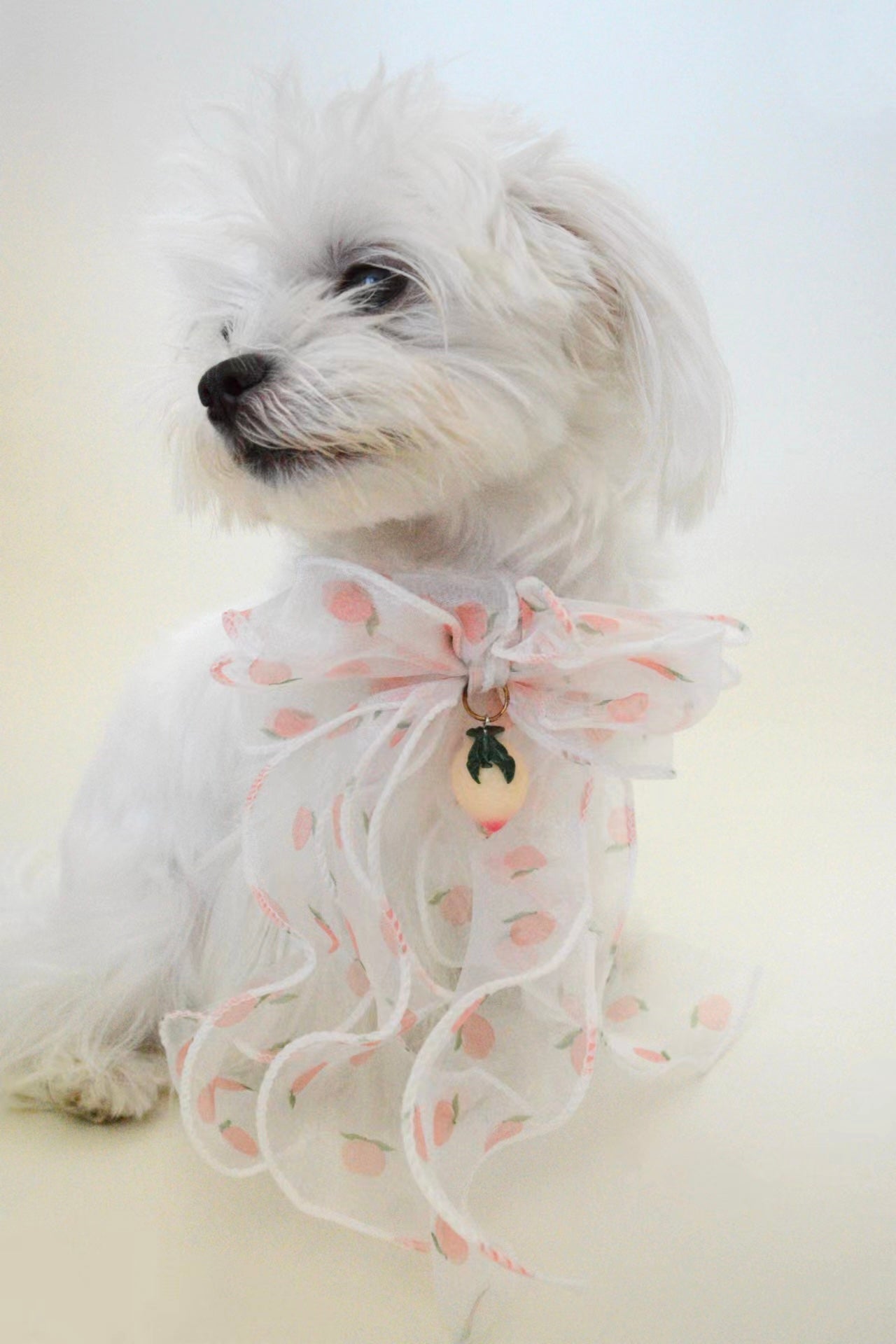Peach Dream Bowtie Collar For Dog